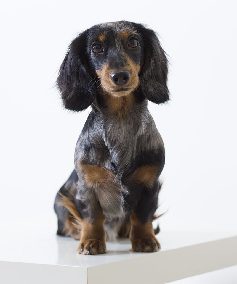 En hund som sitter på et hvitt bord.