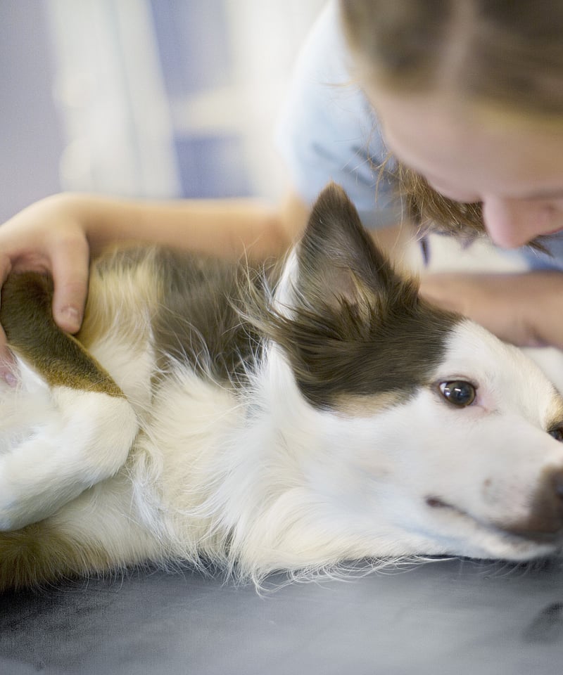 En person som klapper en hund.