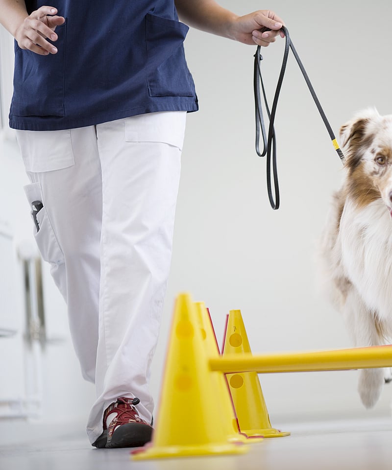 En hund som går i bånd.