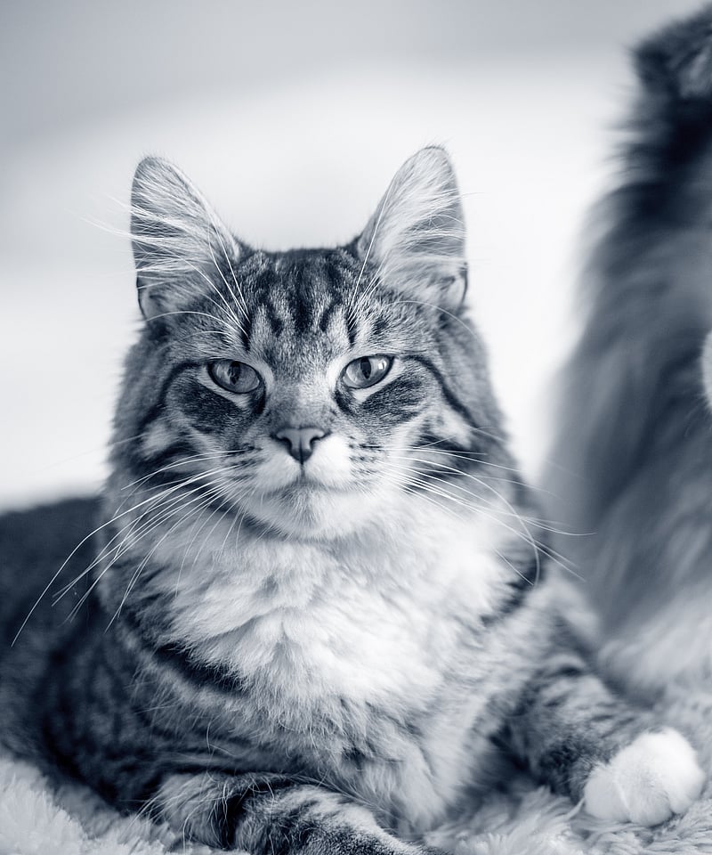 En katt og hund som ligger på et teppe.