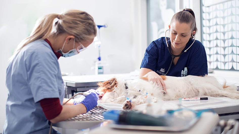En person og en hund på et veterinærkontor.