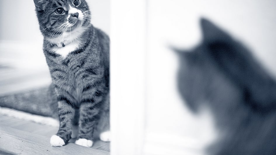 En katt som ser seg i speilet.