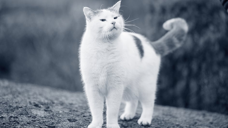 En katt som står på en stein.