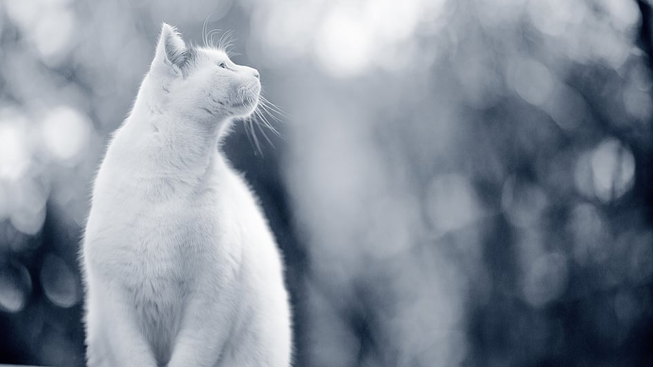 En hvit katt som ser opp.