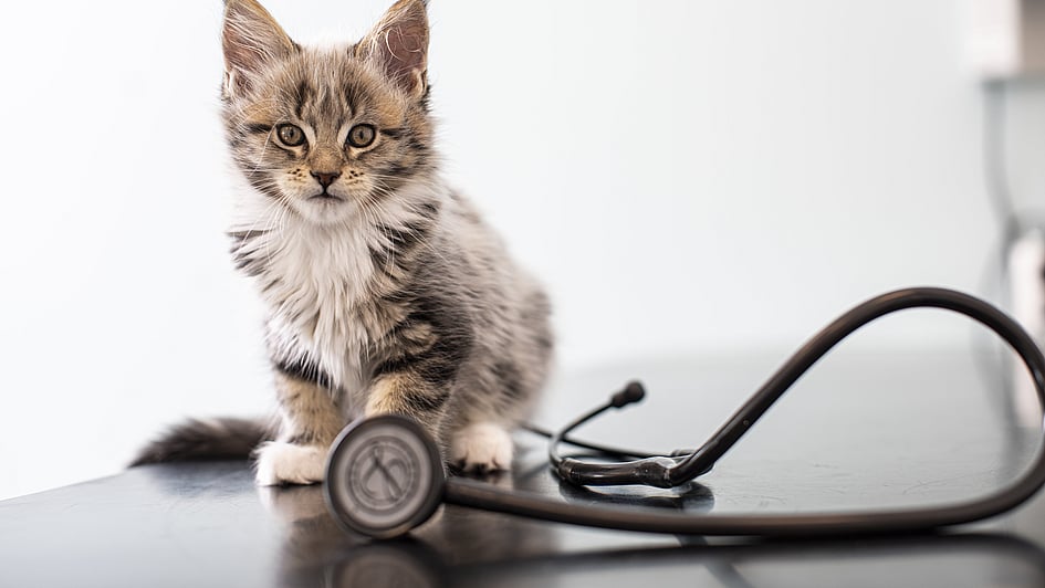 En katt som sitter ved siden av et stetoskop.