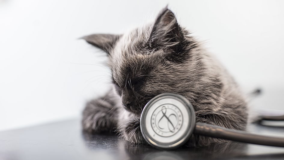 En katt som ligger på et bord ved siden av et stetoskop.
