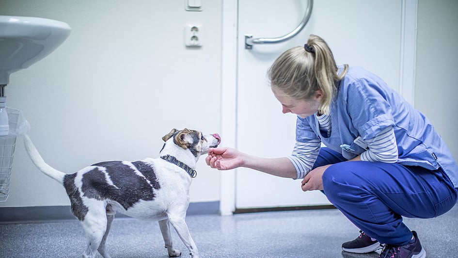 En person i skrubb som gir en hundegodbit.