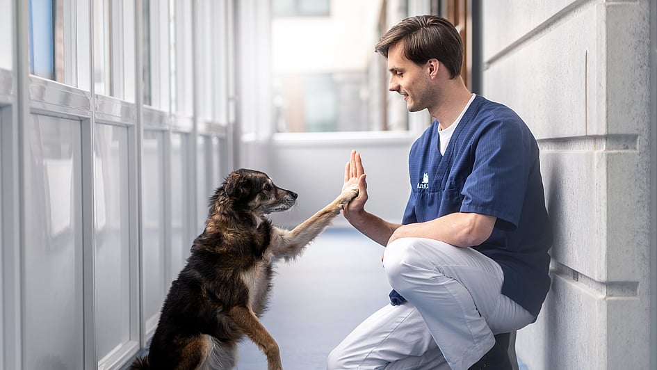 En person og hund high five.