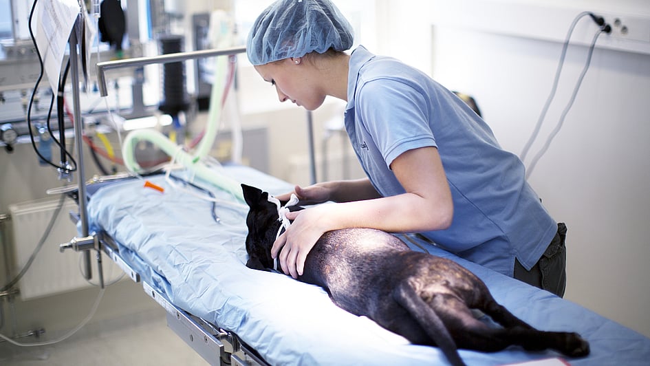 En person i en kirurgisk skrubb som holder en hund.