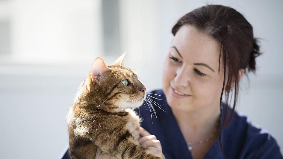 En person som holder en katt.
