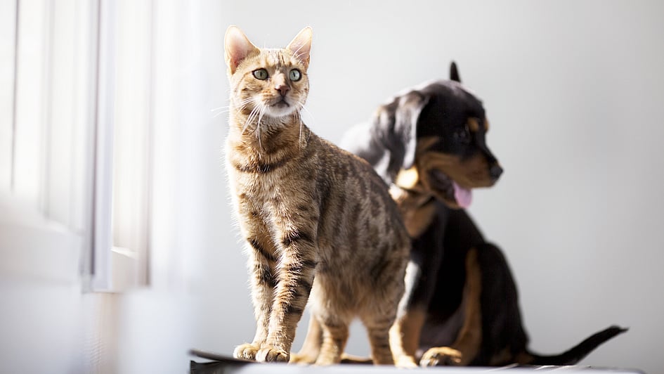 En katt og hund som ser på hverandre.