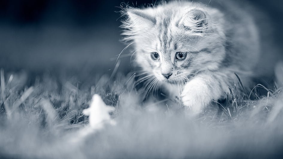 En katt i gresset.