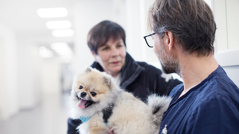 En person som holder en liten hund.