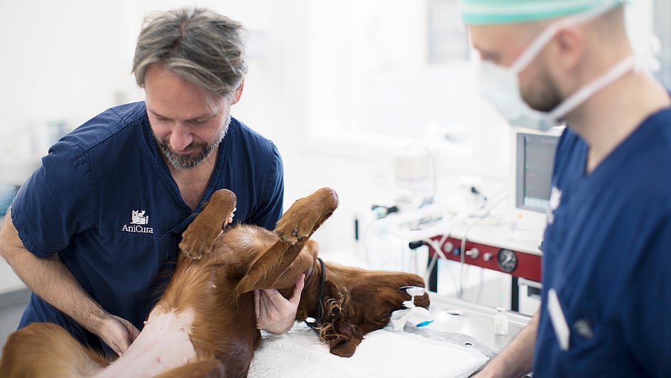 En gruppe veterinærleger som undersøker en hund.