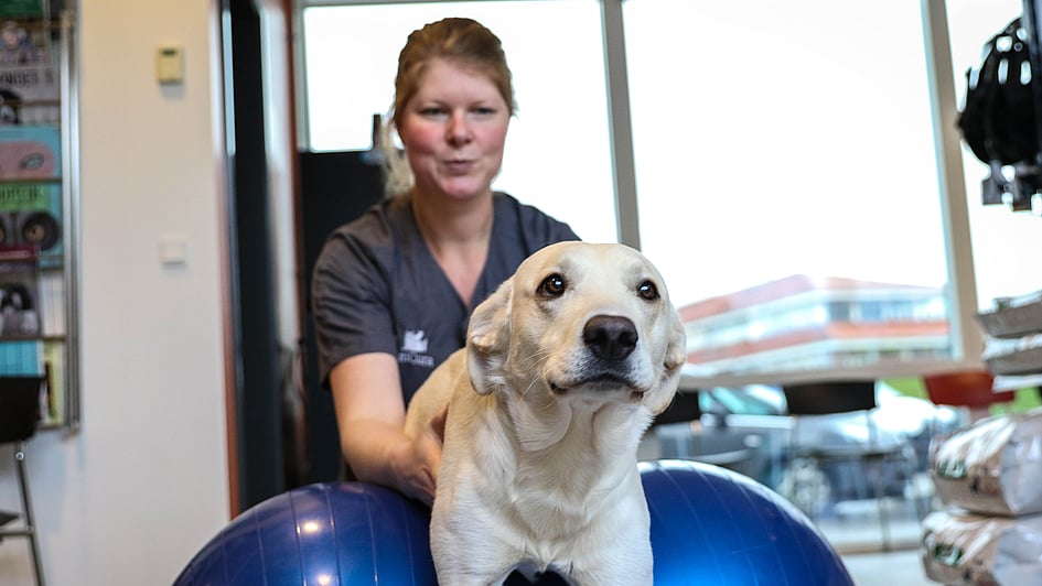 En person med en hund på en treningsball.