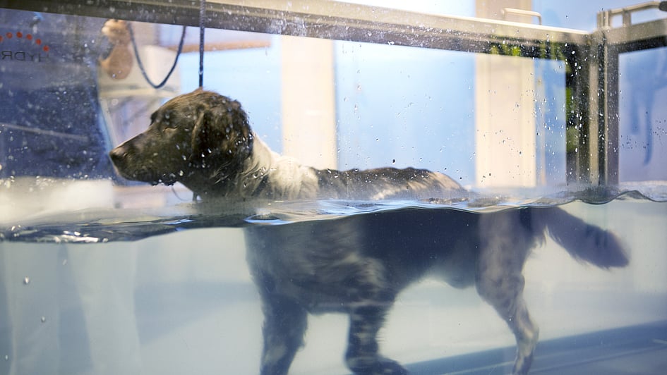En hund i en tank.