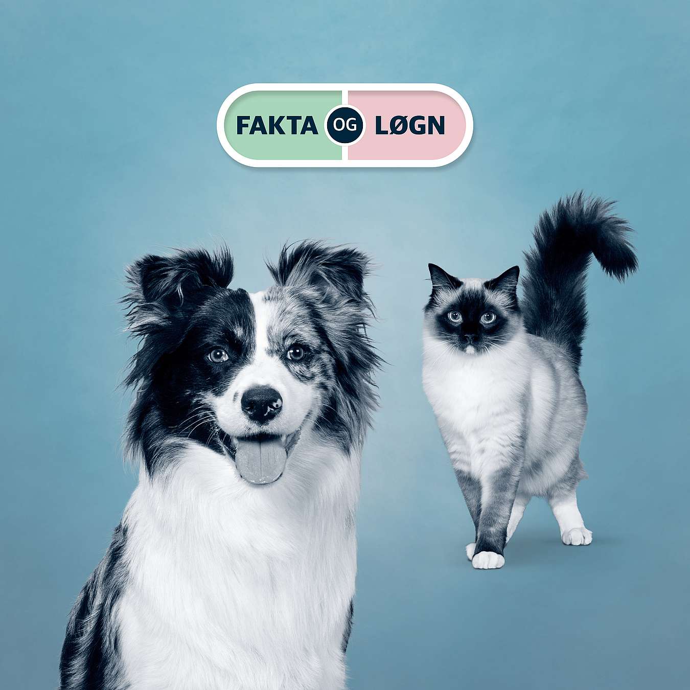 En hund og en katt på blå bakgrunn.