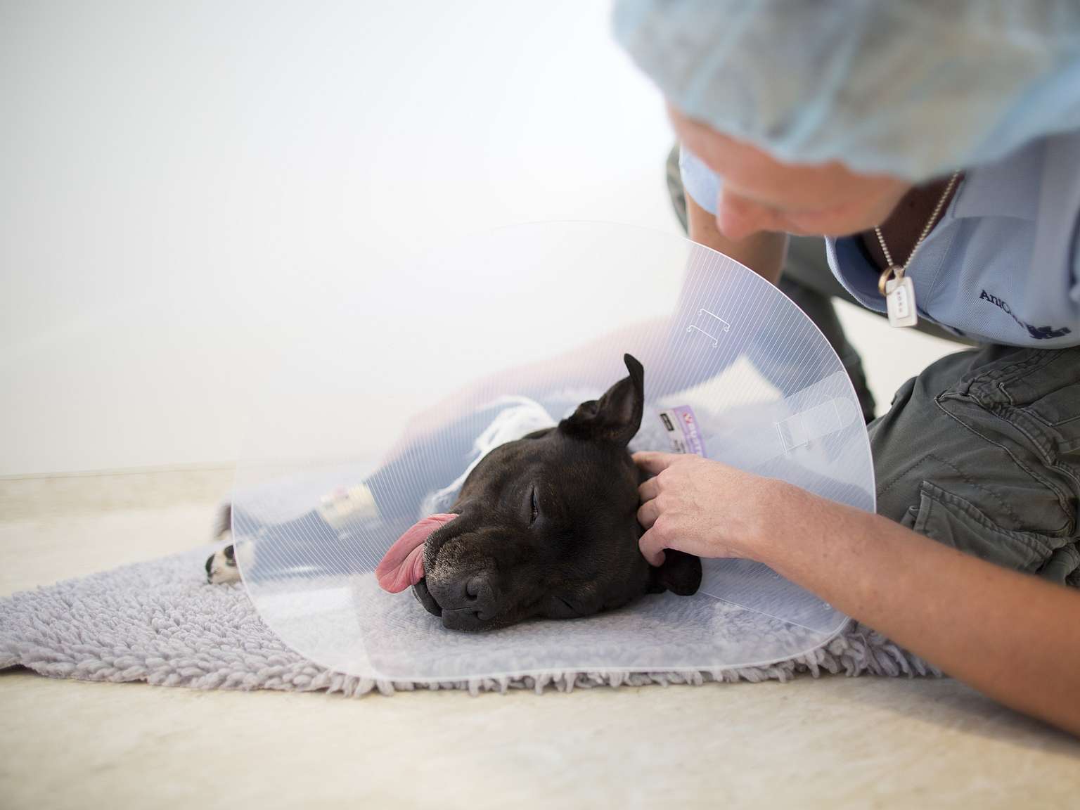 Veterinarian at work