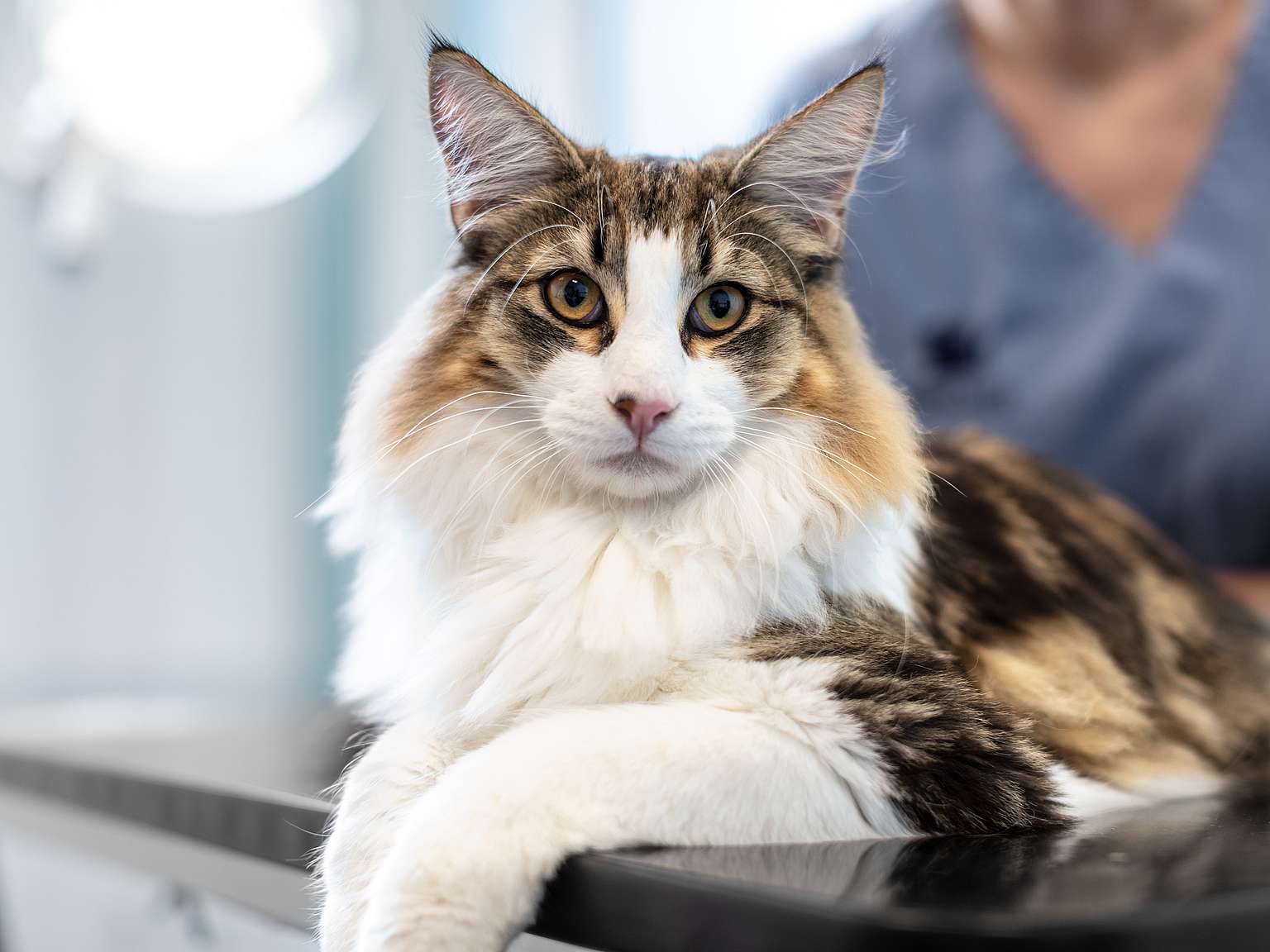 Cat lying on examination table