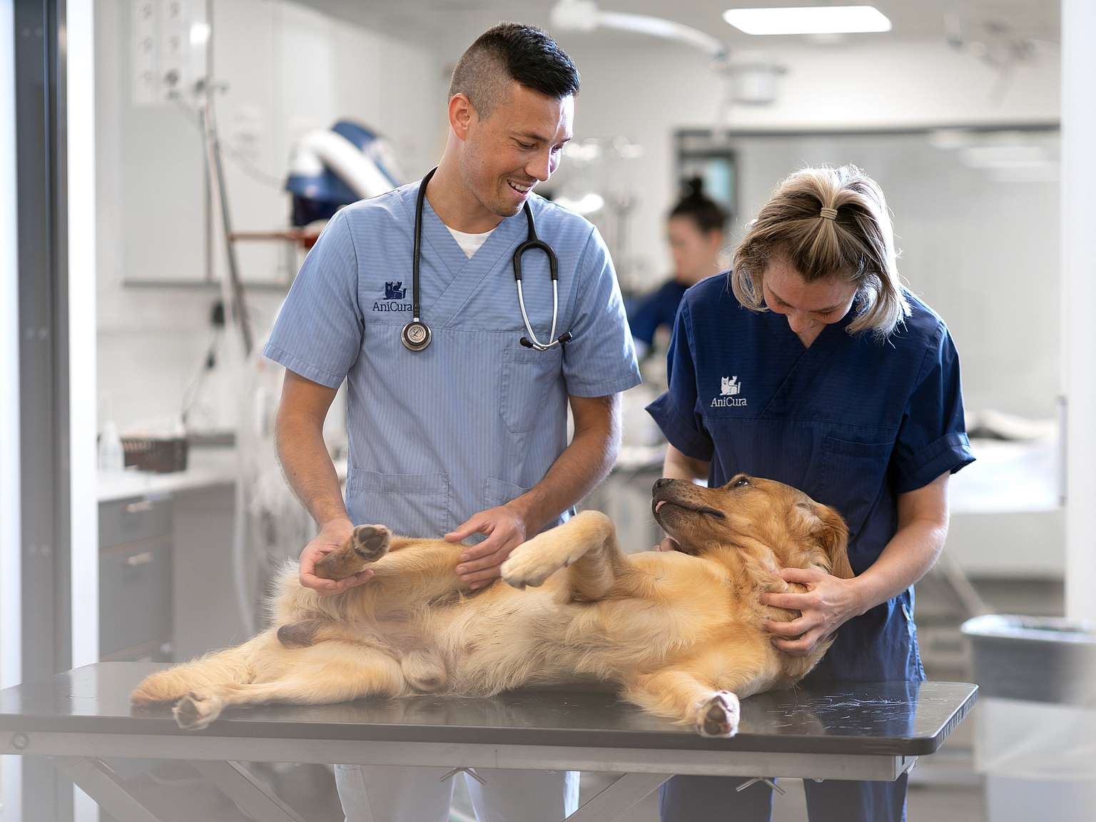 Veterinarian and nurse examening a dog