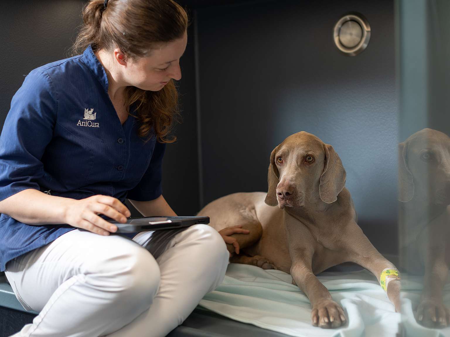 HUnd hos veterinær