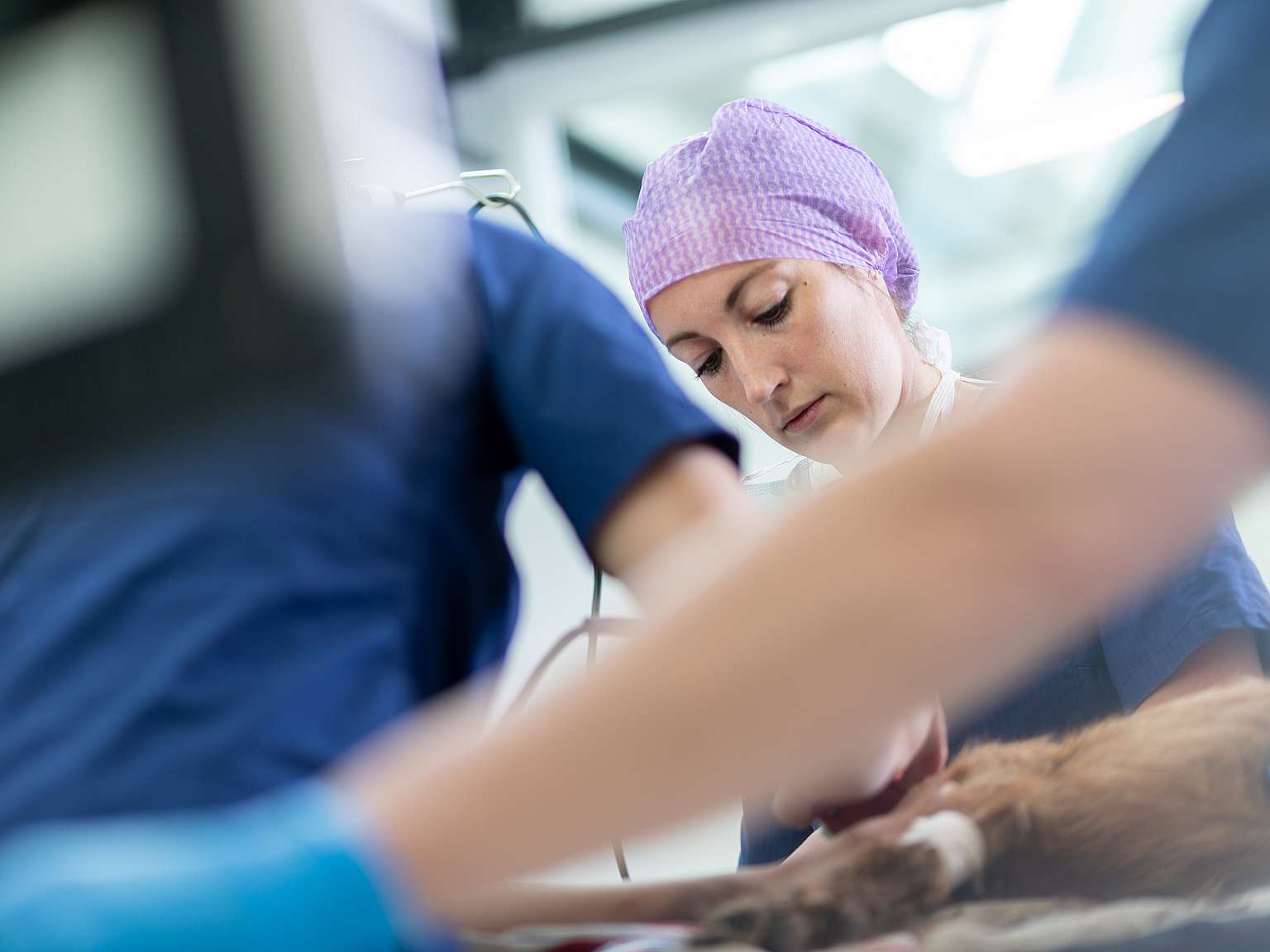 Veterinærer på jobb