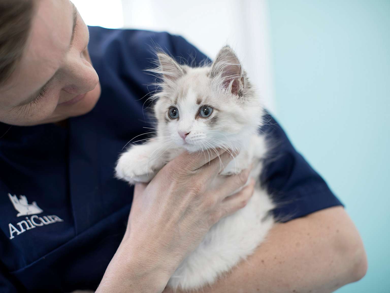 katt hos veterinæren