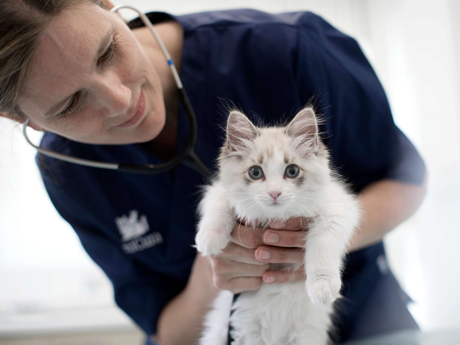 katt hos veterinæren