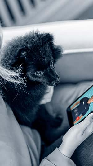 veterinarian with headset