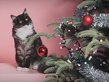 Katt kikker på juletre
