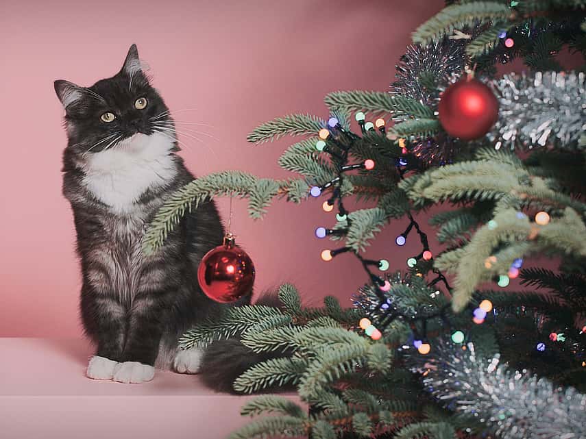 Katt kikker på juletre