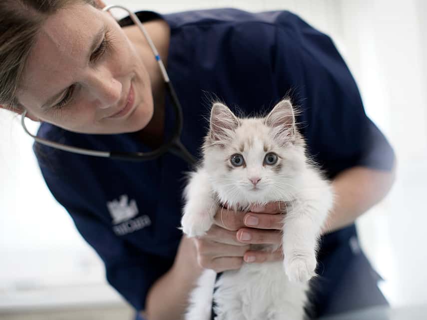 veterinær og katt