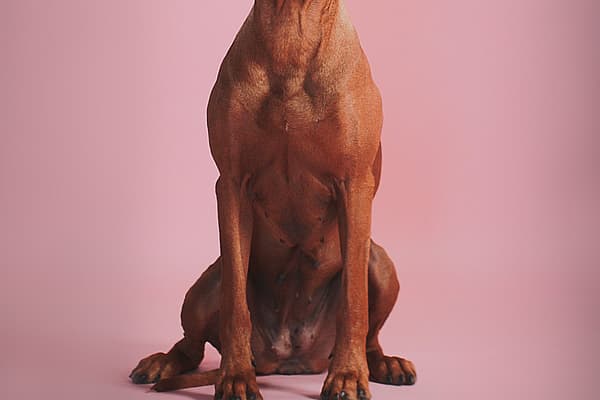 En hund som sitter på en rosa bakgrunn.