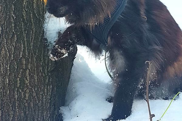 En katt som står ved siden av et tre.