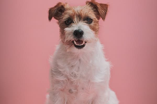 En hund som sitter på en rosa overflate.