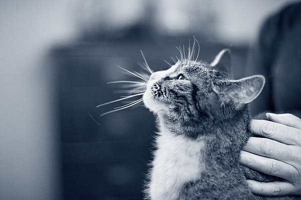 En katt som ser opp mot himmelen.
