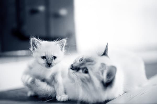 En katt og kattunge på et teppe.