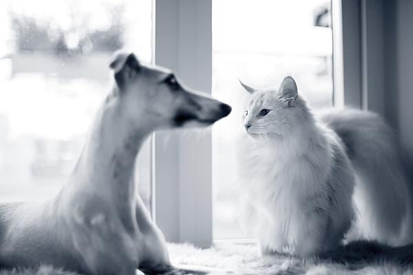 En hund og katt som ser på hverandre.