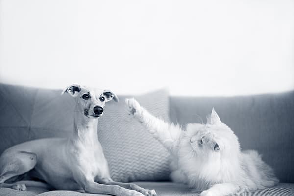 En hund og katt på en sofa.