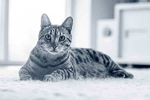 En katt som ligger på gulvet.