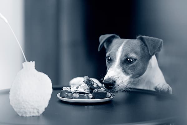 En hund som spiser mat på en tallerken.