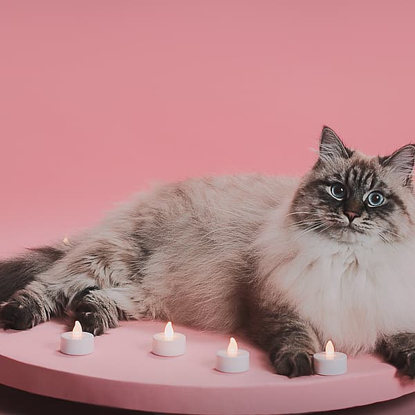 En katt som ligger på et rosa bord med stearinlys.