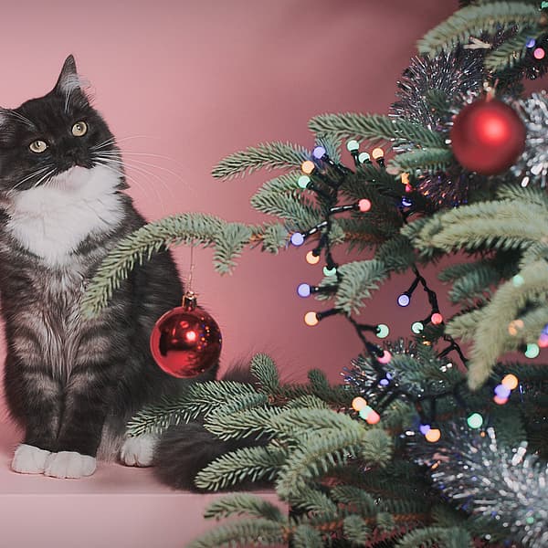 Katt kikker på juletre