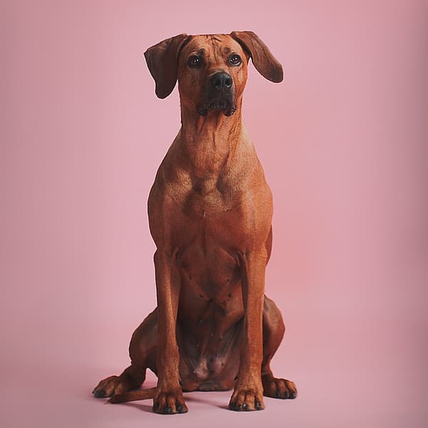En hund som sitter på en rosa bakgrunn.