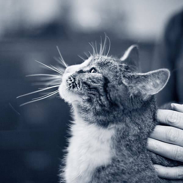 En katt som ser opp mot himmelen.