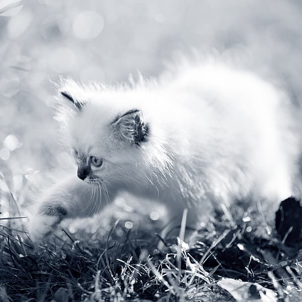 En hvit kattunge i gress.