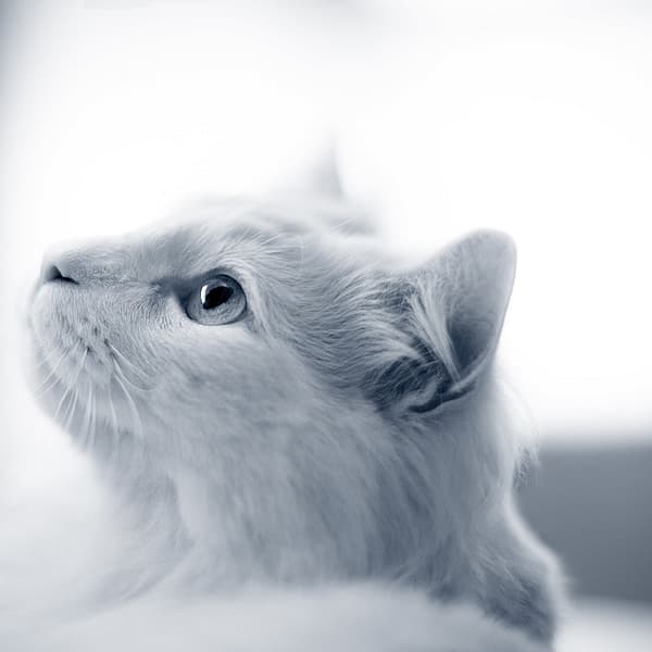 En hvit katt som ser opp.
