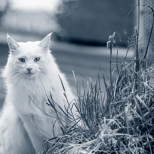 En hvit katt som sitter foran en plante.