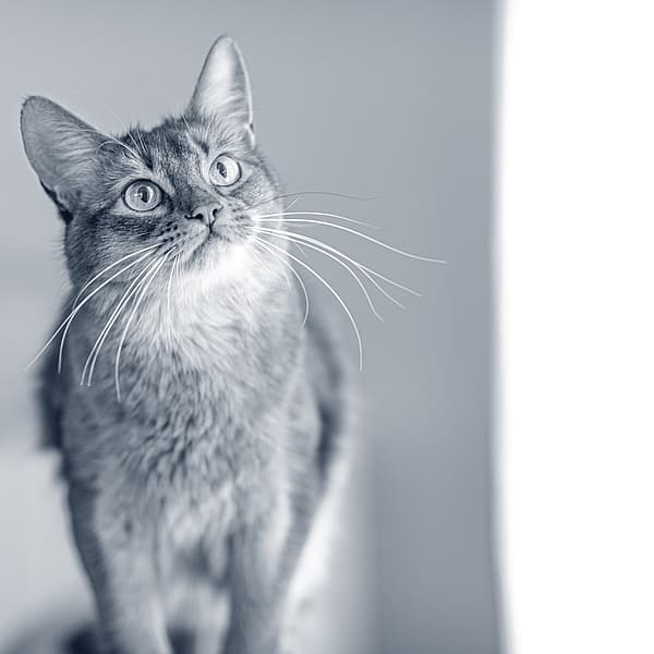 En katt som ser opp på noe.