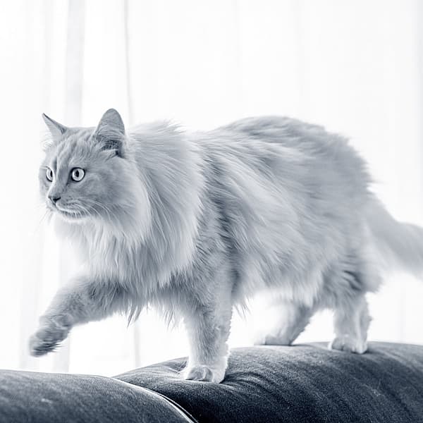 En katt som går på en sofa.